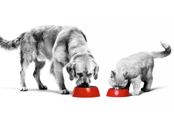 犬と猫の病気と食事の画像