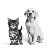 超低脂肪食計算アプリの画像