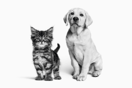 超低脂肪食計算アプリの画像