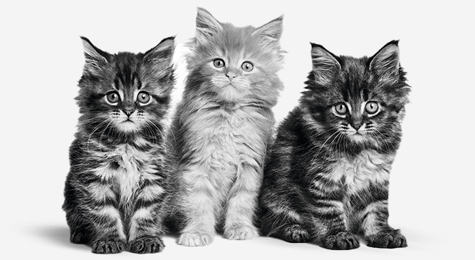 動物看護師向けの画像