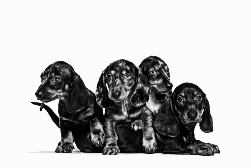 ラブラドールレトリーバーの子犬画像