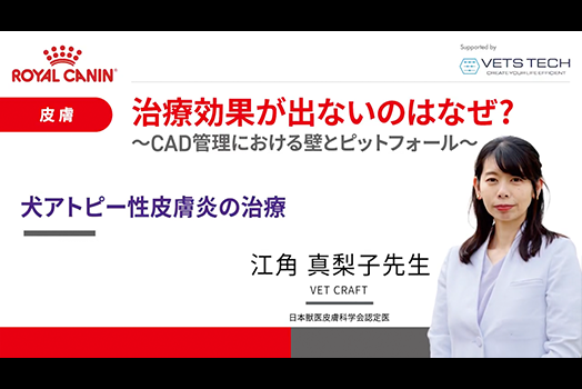NO.2 江角先生『犬アトピー性皮膚炎の治療』のサムネイル画像